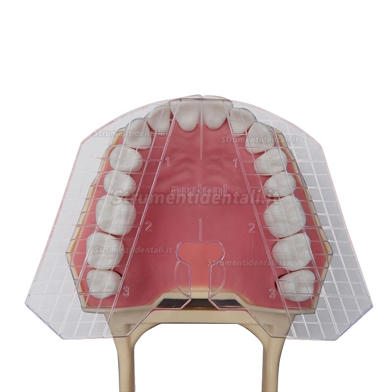 Piastra Modello Guida Dentale per Disposizione Denti Falsi  Protesi Completa